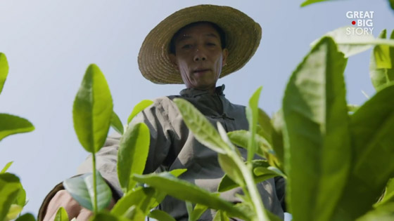 عمره أكثر من ألف عام.. تعرف على أسرار أفضل أنواع الشاي الأخضر بالعالم صورة رقم 2