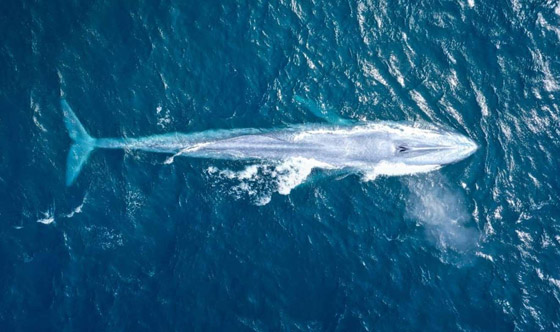 مشاهدة حوت أزرق عظيم نادر للمرة الثالثة خلال 100 عام! فيديو وصور صورة رقم 3