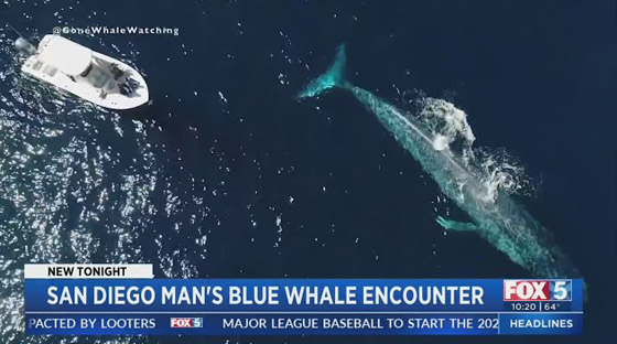 مشاهدة حوت أزرق عظيم نادر للمرة الثالثة خلال 100 عام! فيديو وصور صورة رقم 4