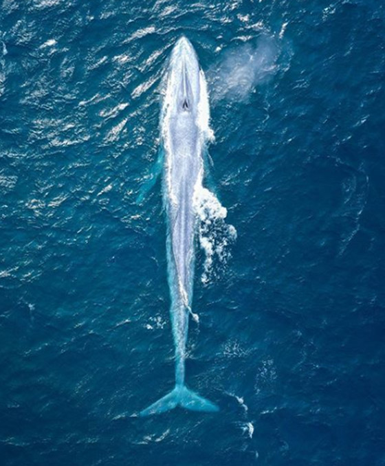مشاهدة حوت أزرق عظيم نادر للمرة الثالثة خلال 100 عام! فيديو وصور صورة رقم 1