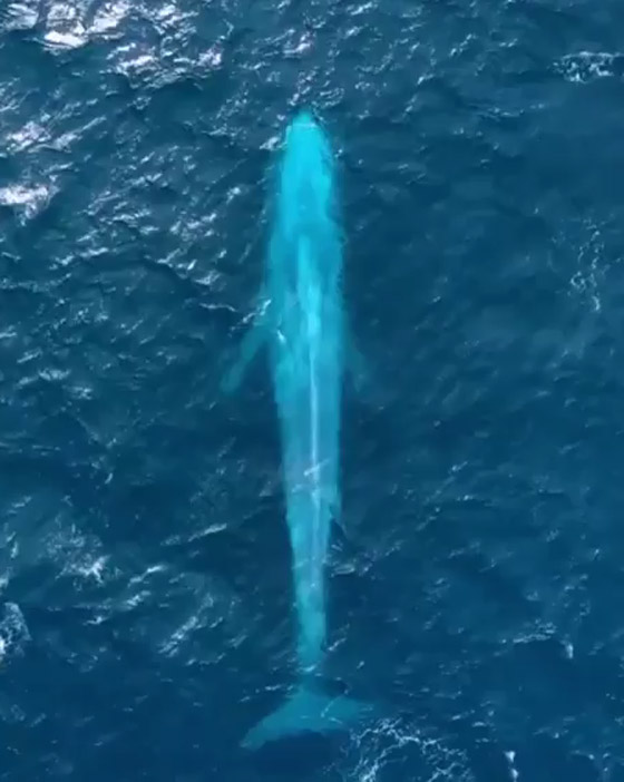 مشاهدة حوت أزرق عظيم نادر للمرة الثالثة خلال 100 عام! فيديو وصور صورة رقم 2