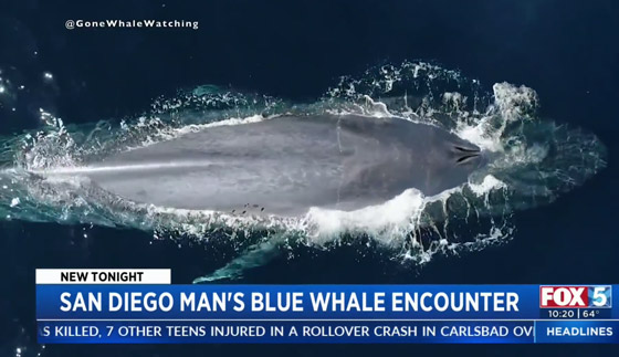 مشاهدة حوت أزرق عظيم نادر للمرة الثالثة خلال 100 عام! فيديو وصور صورة رقم 6