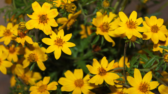 إثيوبيا ما زالت في العام 2013 وهكذا تحتفل صورة رقم 9