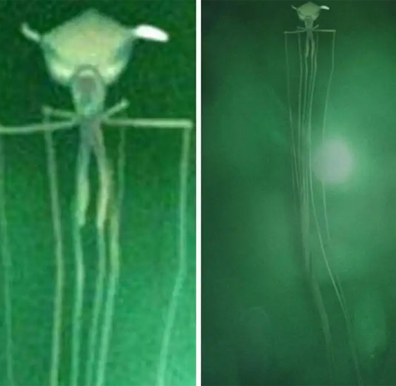 أغرب الصور التي تكشف عن غموض الطبيعة صورة رقم 1