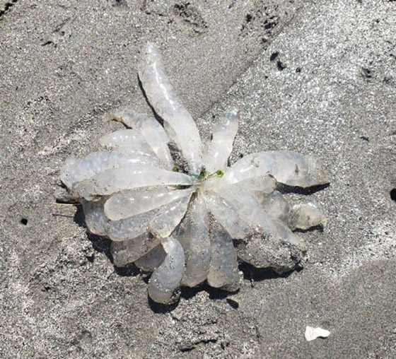 أغرب الصور التي تكشف عن غموض الطبيعة صورة رقم 2