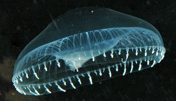 جائزة نوبل للكيمياء.. كيف تؤثر إنجازات العلماء الفائزين على حياتنا؟ صورة رقم 9