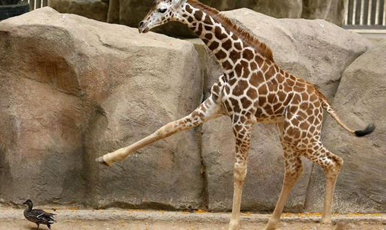 بالصور: إليكم أغرب الصداقات المميزة بين الحيوانات صورة رقم 1