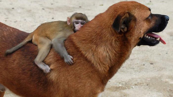 بالصور: إليكم أغرب الصداقات المميزة بين الحيوانات صورة رقم 2