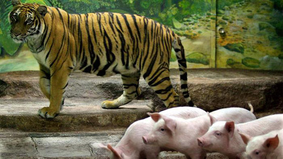 بالصور: إليكم أغرب الصداقات المميزة بين الحيوانات صورة رقم 3