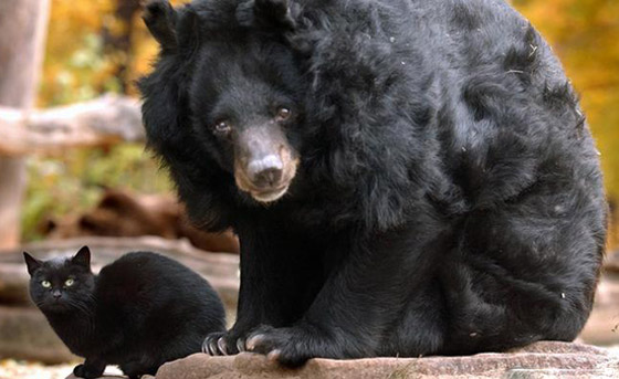 بالصور: إليكم أغرب الصداقات المميزة بين الحيوانات صورة رقم 4