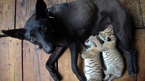 بالصور: إليكم أغرب الصداقات المميزة بين الحيوانات صورة رقم 6