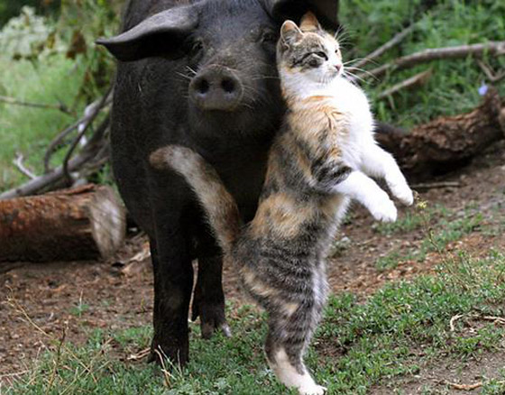 بالصور: إليكم أغرب الصداقات المميزة بين الحيوانات صورة رقم 7