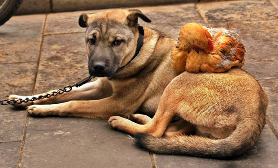 بالصور: إليكم أغرب الصداقات المميزة بين الحيوانات صورة رقم 8