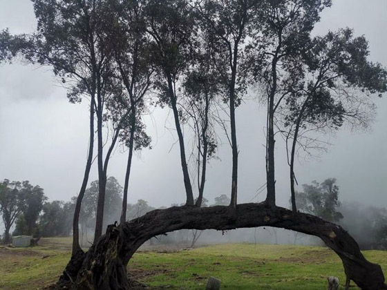 صور مربكة.. عندما يمتزج الواقع بالخيال صورة رقم 10