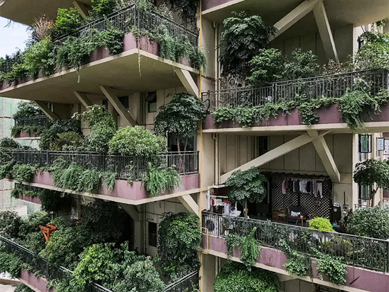 الغابات المعلقة.. ناطحات سحاب أسيرة النباتات والحشرات بشكل مذهل صورة رقم 3