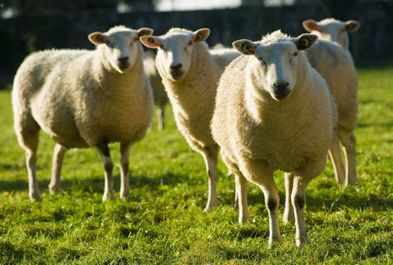 إليكم أطعمة غريبة وعجيبة كان الإنجليز يتناولونها في العصر الفيكتوري صورة رقم 1