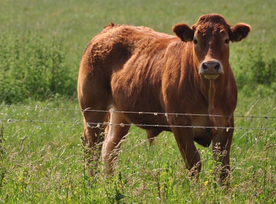 إليكم أطعمة غريبة وعجيبة كان الإنجليز يتناولونها في العصر الفيكتوري صورة رقم 6