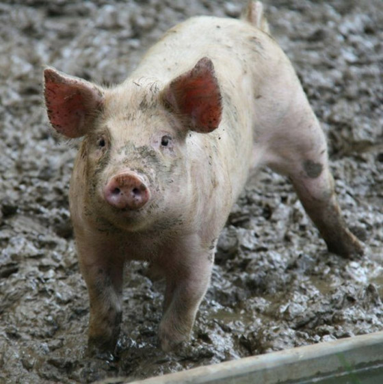 خيانة النعامة.. وحقائق عن الحيوانات لا تصدق صورة رقم 1