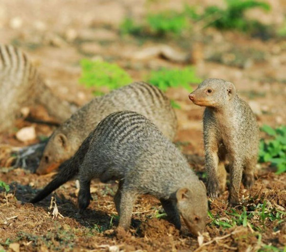 خيانة النعامة.. وحقائق عن الحيوانات لا تصدق صورة رقم 2