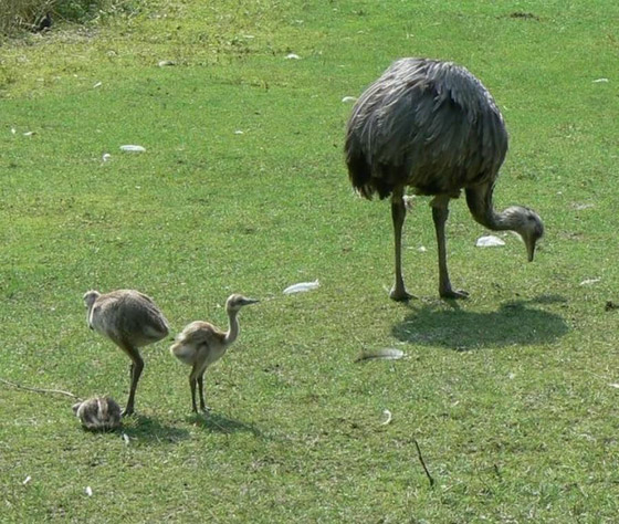 خيانة النعامة.. وحقائق عن الحيوانات لا تصدق صورة رقم 5