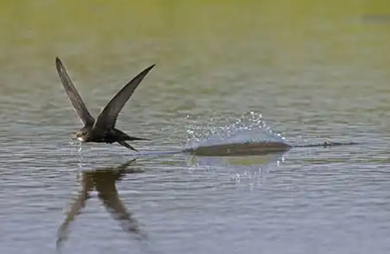 خيانة النعامة.. وحقائق عن الحيوانات لا تصدق صورة رقم 7