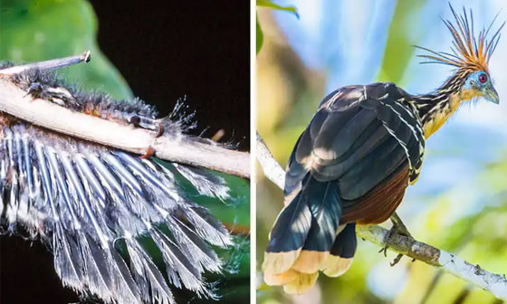 خيانة النعامة.. وحقائق عن الحيوانات لا تصدق صورة رقم 8