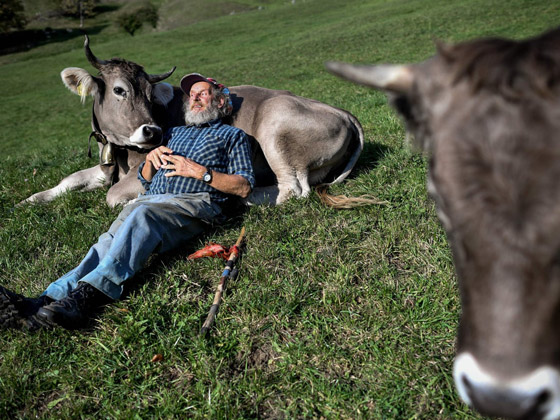 بالفيديو: تعرّف على حياة الأبقار في سويسرا صورة رقم 3
