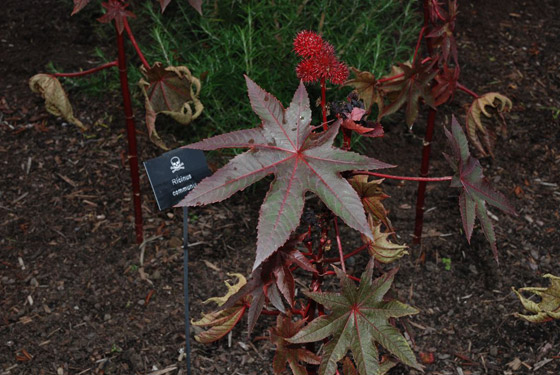 صور: هل تملك الجرأة للدخول إلى هذه الحديقة السامة الأخطر في العالم؟ صورة رقم 3