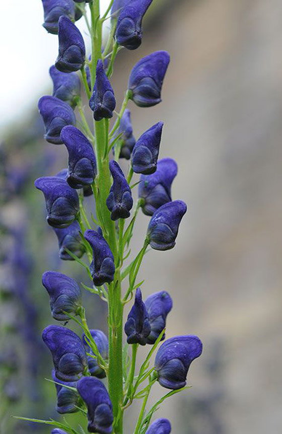 صور: هل تملك الجرأة للدخول إلى هذه الحديقة السامة الأخطر في العالم؟ صورة رقم 10
