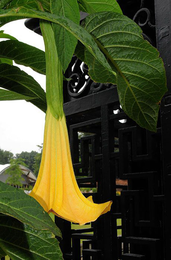 صور: هل تملك الجرأة للدخول إلى هذه الحديقة السامة الأخطر في العالم؟ صورة رقم 12