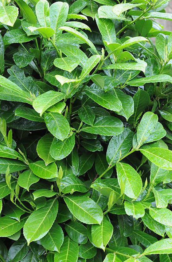 صور: هل تملك الجرأة للدخول إلى هذه الحديقة السامة الأخطر في العالم؟ صورة رقم 16