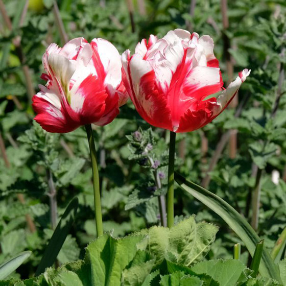 صور: هل تملك الجرأة للدخول إلى هذه الحديقة السامة الأخطر في العالم؟ صورة رقم 24