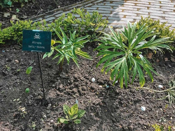 صور: هل تملك الجرأة للدخول إلى هذه الحديقة السامة الأخطر في العالم؟ صورة رقم 25