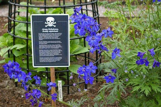 صور: هل تملك الجرأة للدخول إلى هذه الحديقة السامة الأخطر في العالم؟ صورة رقم 27