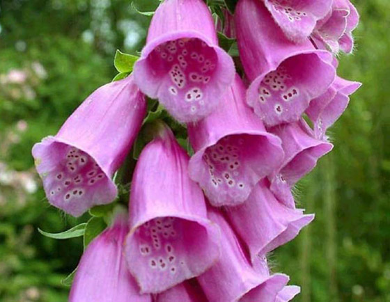 صور: هل تملك الجرأة للدخول إلى هذه الحديقة السامة الأخطر في العالم؟ صورة رقم 29