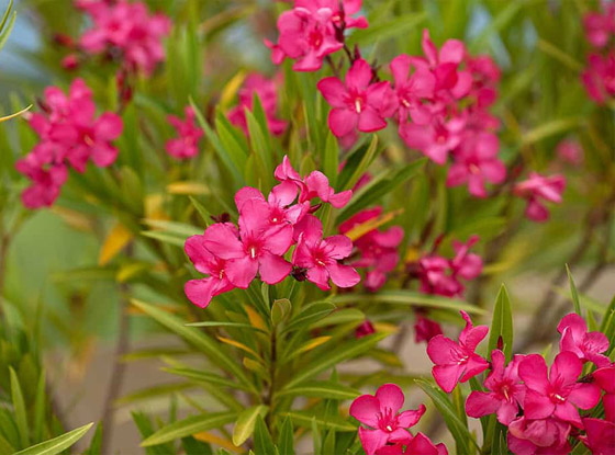 السم المثالي؟ 6 سموم غير قابلة للكشف أربكت الأطباء على مر التاريخ صورة رقم 16