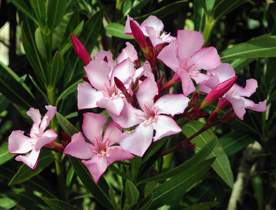 السم المثالي؟ 6 سموم غير قابلة للكشف أربكت الأطباء على مر التاريخ صورة رقم 18