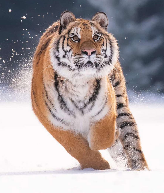 تعرفوا إلى أغرب 10 علاجات وإجراءات طبية اتبعها الأطباء حول العالم صورة رقم 9