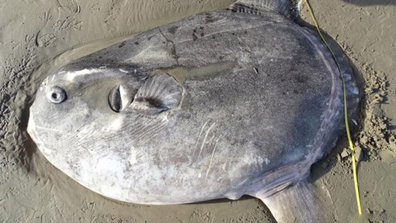 بالصور: كائنات غريبة واكتشافات مثيرة غيّرت فهمنا لمملكة الحيوان صورة رقم 1