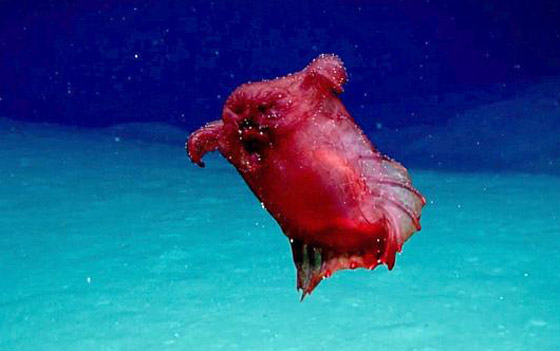 بالصور: كائنات غريبة واكتشافات مثيرة غيّرت فهمنا لمملكة الحيوان صورة رقم 2