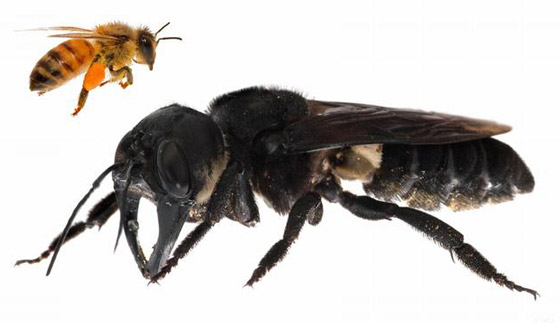 بالصور: كائنات غريبة واكتشافات مثيرة غيّرت فهمنا لمملكة الحيوان صورة رقم 3