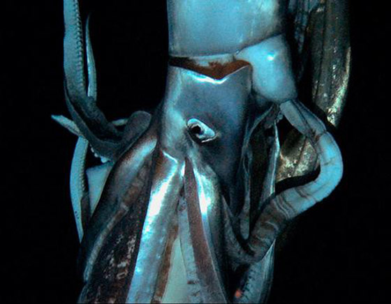 بالصور: كائنات غريبة واكتشافات مثيرة غيّرت فهمنا لمملكة الحيوان صورة رقم 4