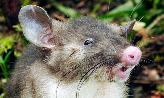 بالصور: كائنات غريبة واكتشافات مثيرة غيّرت فهمنا لمملكة الحيوان صورة رقم 5