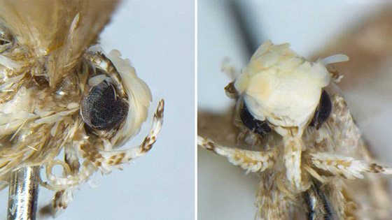 بالصور: كائنات غريبة واكتشافات مثيرة غيّرت فهمنا لمملكة الحيوان صورة رقم 6