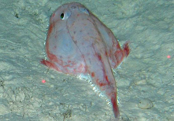 بالصور: كائنات غريبة واكتشافات مثيرة غيّرت فهمنا لمملكة الحيوان صورة رقم 7