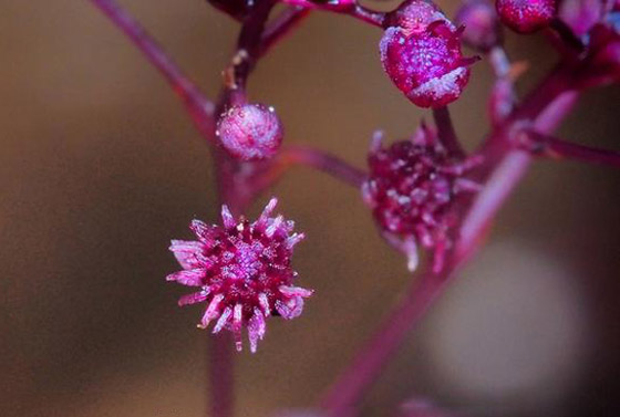 بالصور: كائنات غريبة واكتشافات مثيرة غيّرت فهمنا لمملكة الحيوان صورة رقم 8