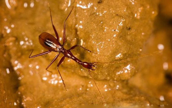 بالصور: كائنات غريبة واكتشافات مثيرة غيّرت فهمنا لمملكة الحيوان صورة رقم 9