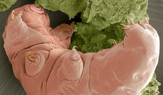 بالصور: كائنات غريبة واكتشافات مثيرة غيّرت فهمنا لمملكة الحيوان صورة رقم 10