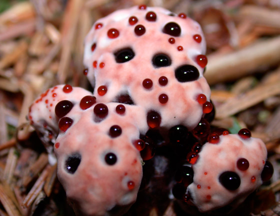 بالصور: تعرفوا إلى 5 نباتات غريبة تشبه الأعضاء البشرية صورة رقم 1