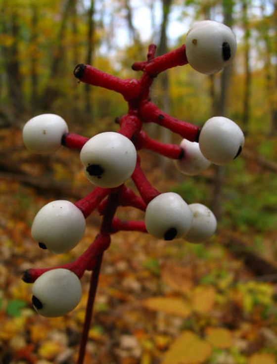 بالصور: تعرفوا إلى 5 نباتات غريبة تشبه الأعضاء البشرية صورة رقم 3